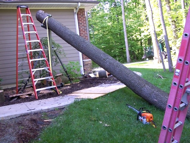 Top of Tree is Cut Away, Clearing the House Tree Jack 