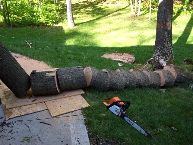 Tree is Cut Back from the Root Ball, Back to the TreeHugger Tree Jack 