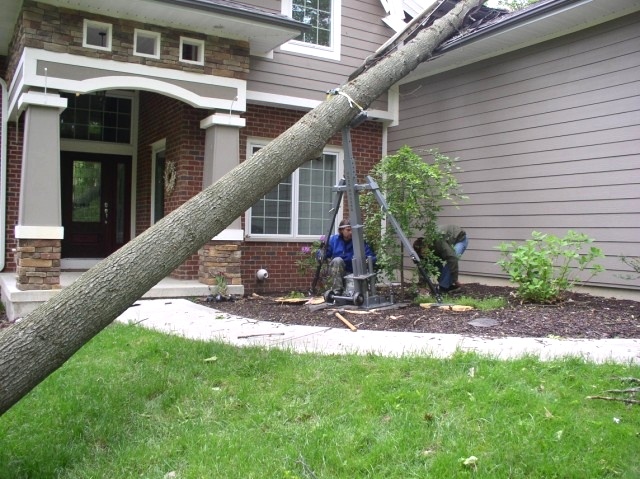 Tree Hugger Tutorial |  Portable Tree Jack In Action Tree Jack 