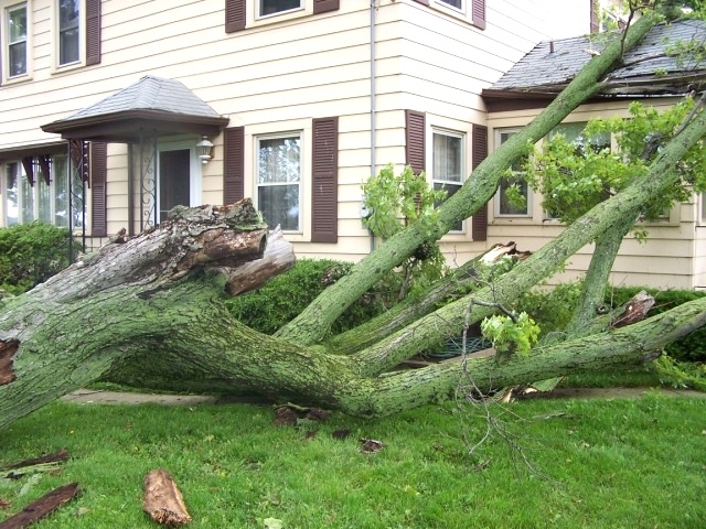 saving the window  Tree Jack 