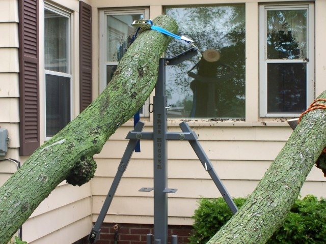 saving the window  Tree Jack 