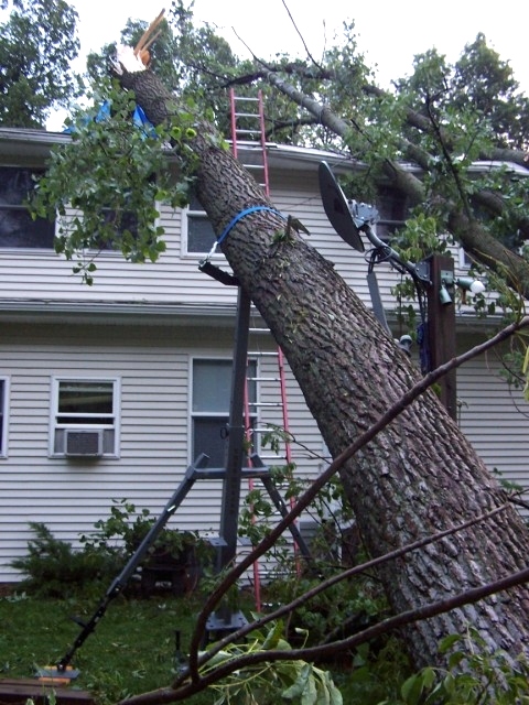 Tree Hugger | Portable Tree Jack Tree Jack 